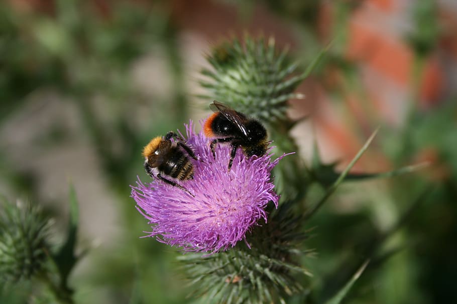 bumblebees, thistle, spur, flower, beautiful, wild, purple HD wallpaper
