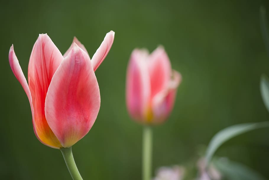 tulip, plant, red, spring, nature, flower, garden, flora, summer HD wallpaper