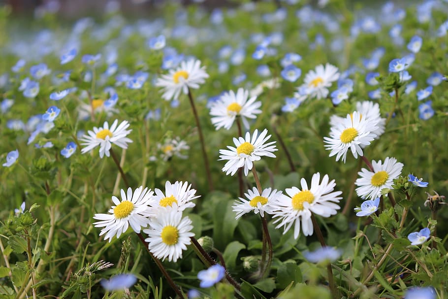 flowers, nature, plants, hayfields, flowering plant, freshness HD wallpaper