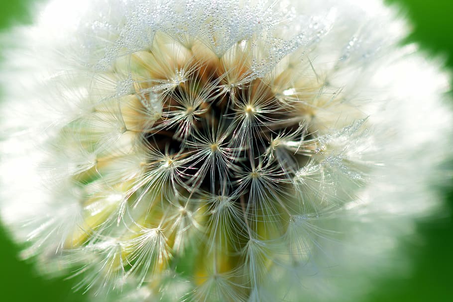 dandelion, close, common dandelion, seeds, macro, nature, pollen HD wallpaper