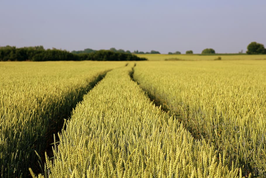 HD wallpaper: landscape photo of rice field, wheat, corn, spring ...