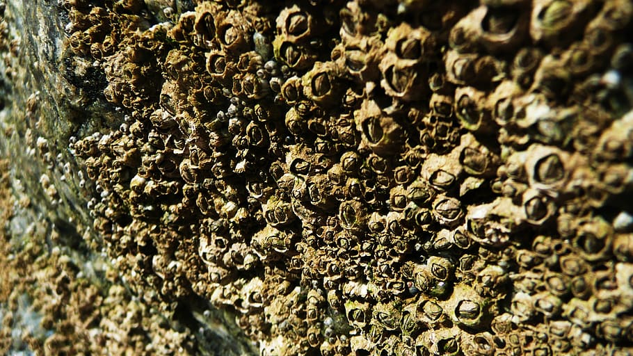 shells, sand, rock, beach, sea, background, nature, full frame HD wallpaper
