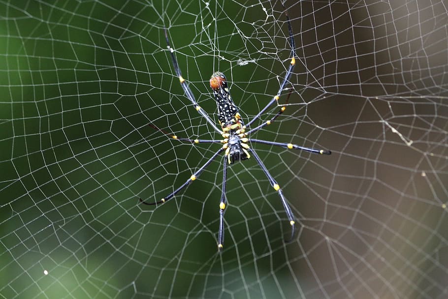 wild spider, spider web, nature, wildlife, insect, animal, arachnid, HD wallpaper