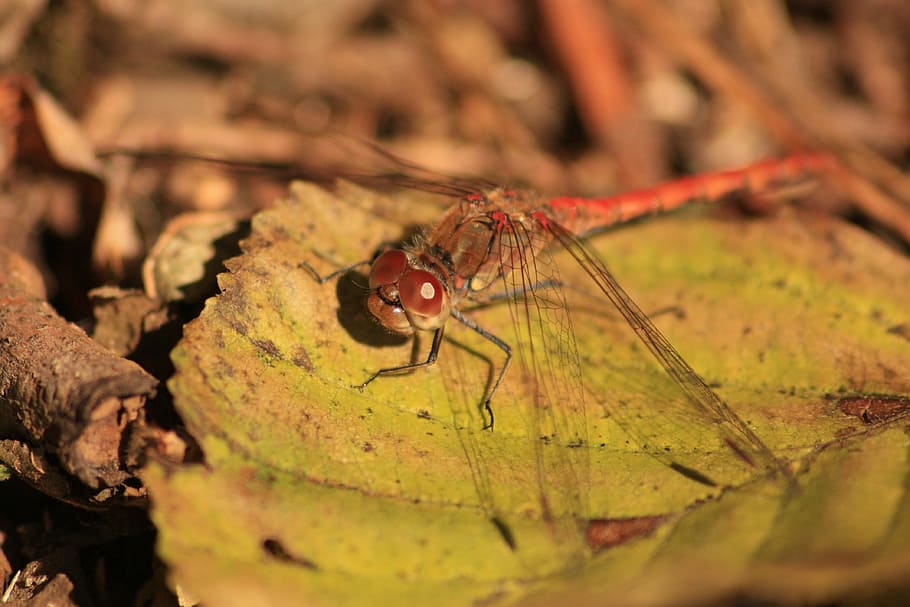 dragonfly, insect, nature, red dragonfly, close, macro, invertebrate HD wallpaper