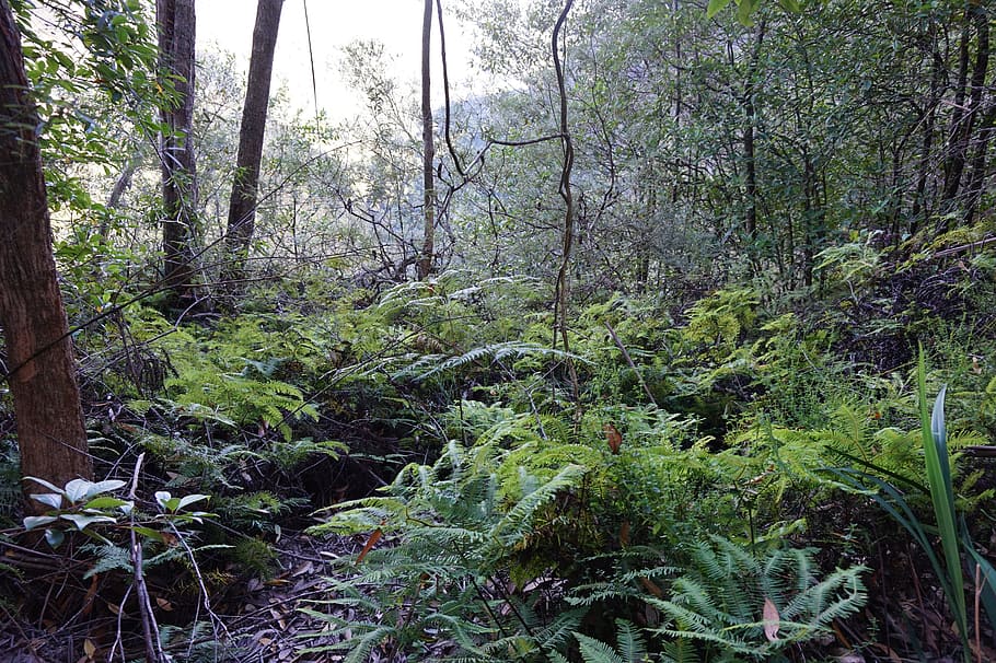 Rainforest, Shrubs, Outdoors, nature, green, jungle, tree, plant HD wallpaper