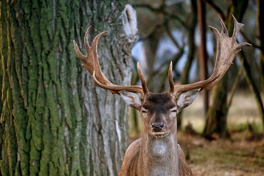 hirsch, fallow deer, forest, nature, animal, mammal, animal wildlife HD wallpaper
