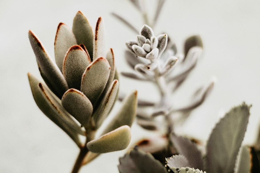 green plant, tilt shift lens photography of green leaf plants HD wallpaper