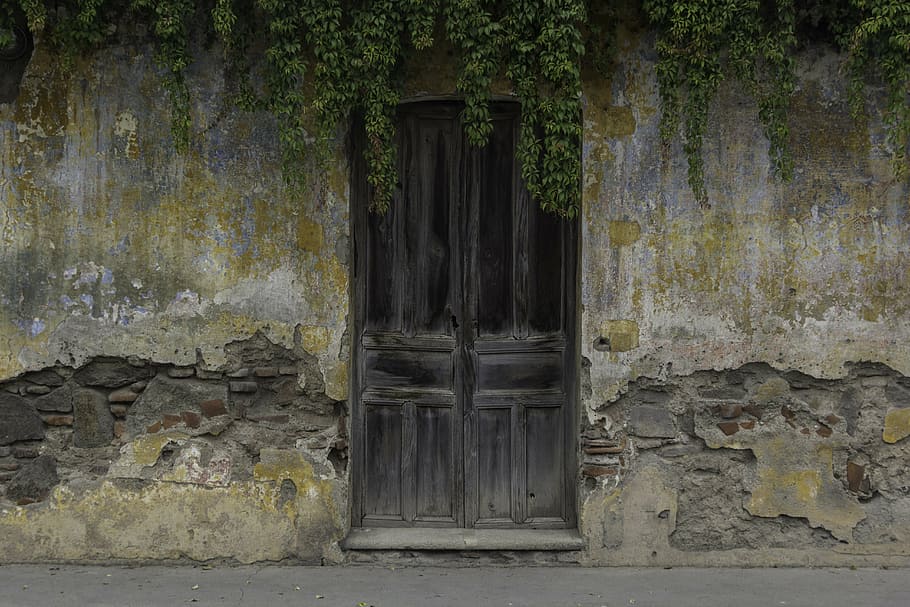 closed door with vines on top, doors, ancient, wood, old door