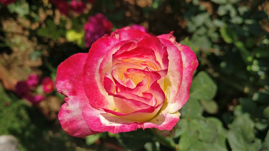 Rose, Red, Wild, Flower, Nature, rose - Flower, plant, petal HD wallpaper