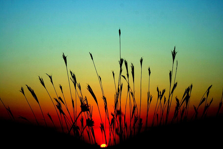 silhouette of plants, east, sun, grass, red, sky, landscape HD wallpaper