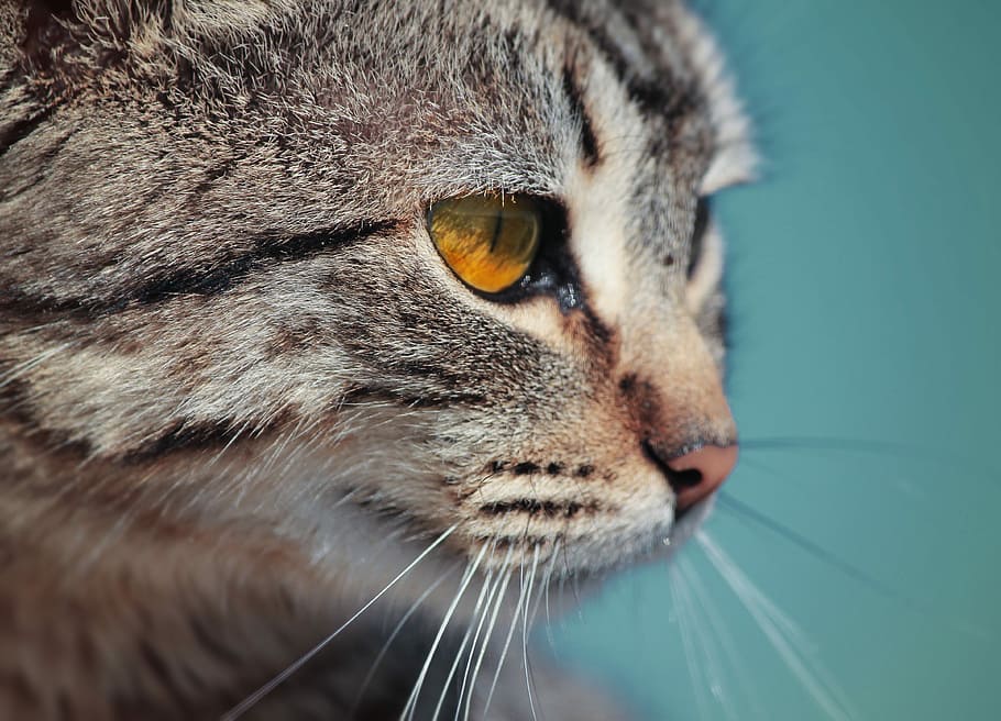 macro photography of tabby cat, macro shot of silver tabby kitten HD wallpaper