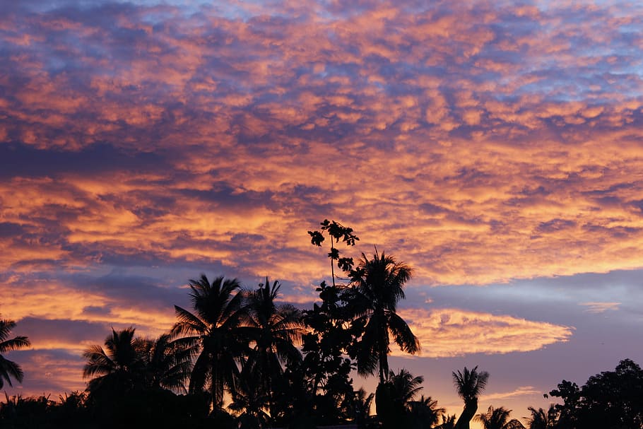 palm trees, silhouettes, nature, sunset, sky, outdoor, landscape HD wallpaper
