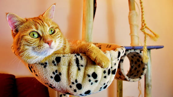 HD wallpaper: brown tabby cat lying on white and black polka-dot 