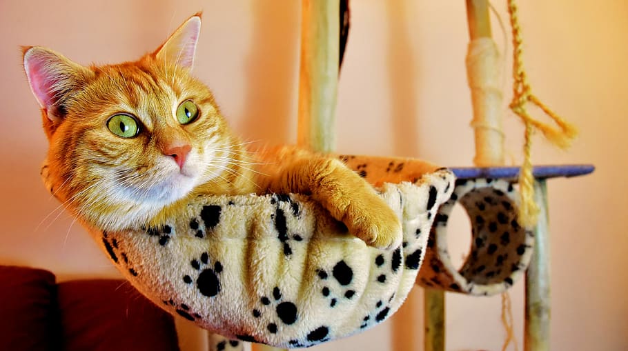 orange tabby cat on cat tree, red, relaxed, rest, cute, mackerel, HD wallpaper