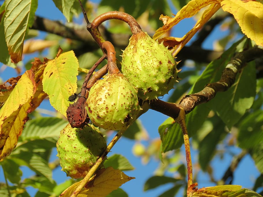 chestnut, prickly, immature, tree, fruit, nature, fruits, plant HD wallpaper