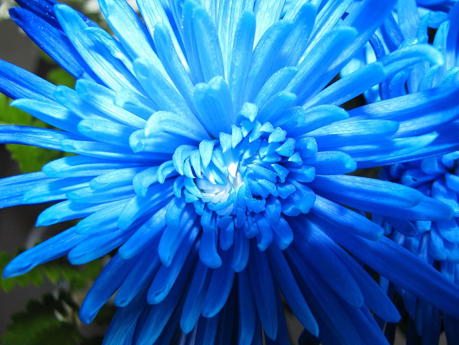 flower, blue, nature, close-up, flowering plant, beauty in nature HD wallpaper