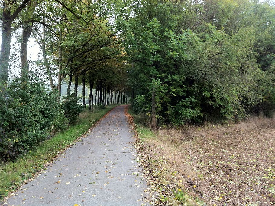away, october, grey, trees, avenue, bushes, leaves, discoloration HD wallpaper