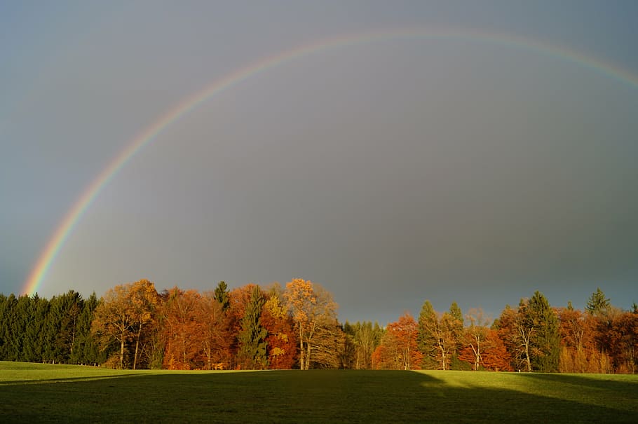rainbow, rainbow colors, forest, landscape, beauty in nature HD wallpaper