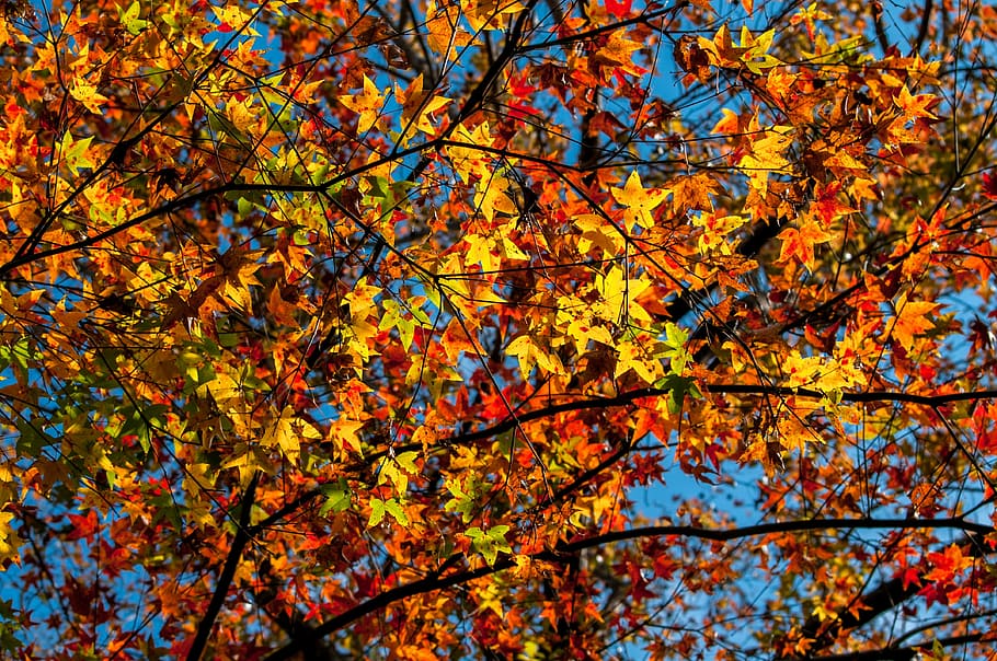 maple, red maple, autumn leaves, tree, change, orange color HD wallpaper