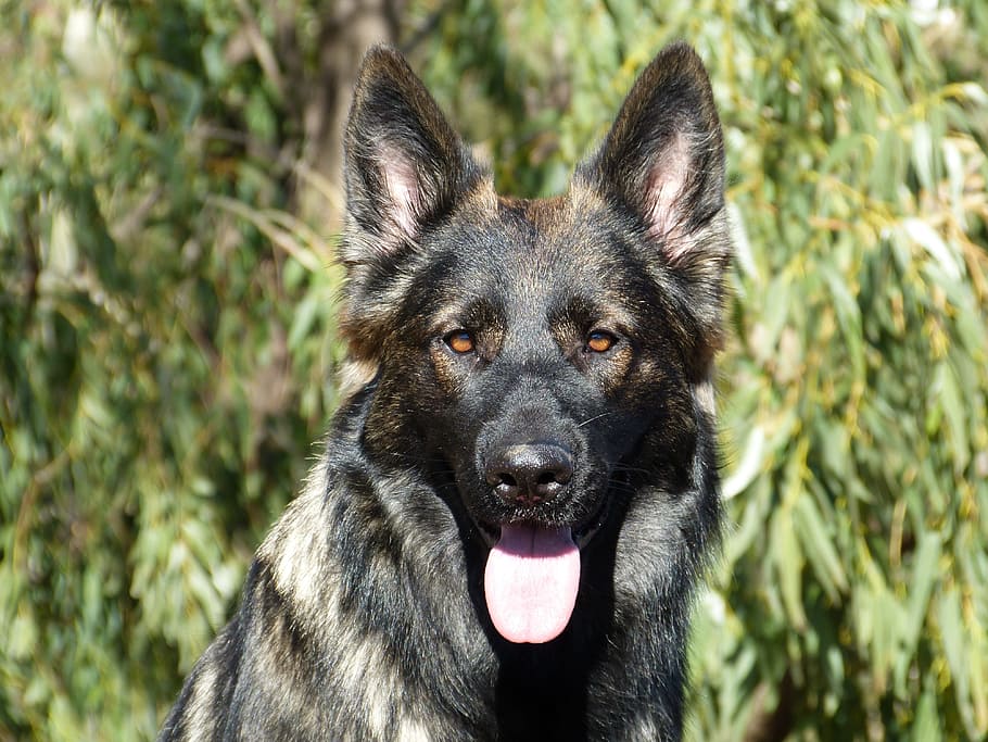 german shepherd, dog, black, gsd, alsatian, animal, pet, canine, HD wallpaper