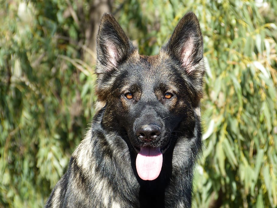 german shepherd, dog, black, gsd, alsatian, animal, pet, canine HD wallpaper