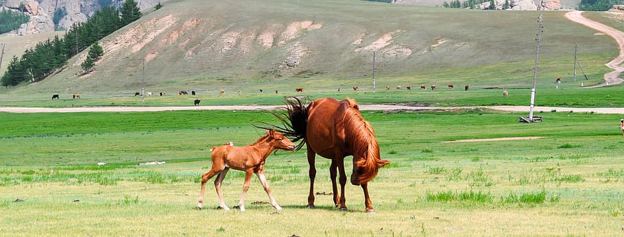 foal, mare, mammal, young, animal, pasture, equine, equestrian HD wallpaper