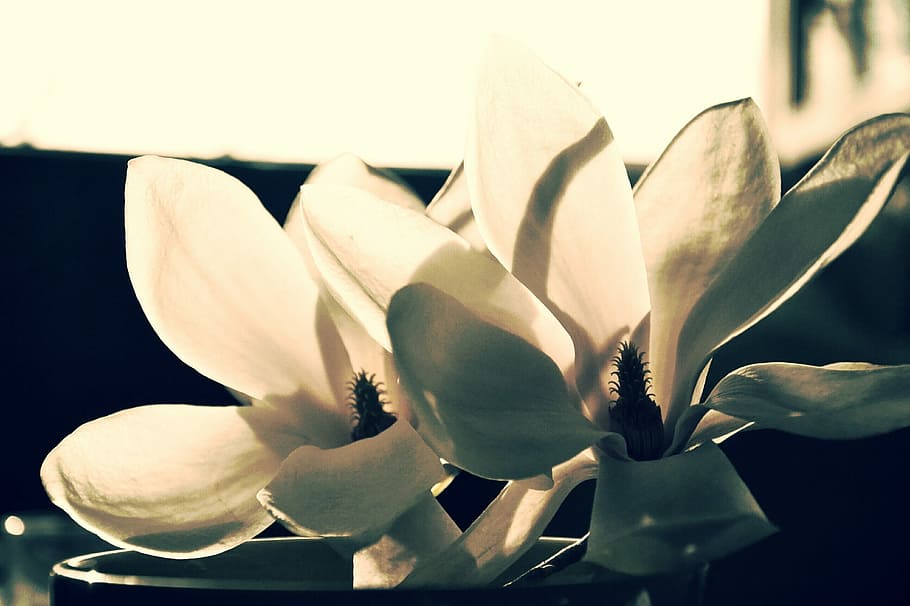 Flowers, White, Nature, no people, indoors, close-up, day, flowering plant HD wallpaper
