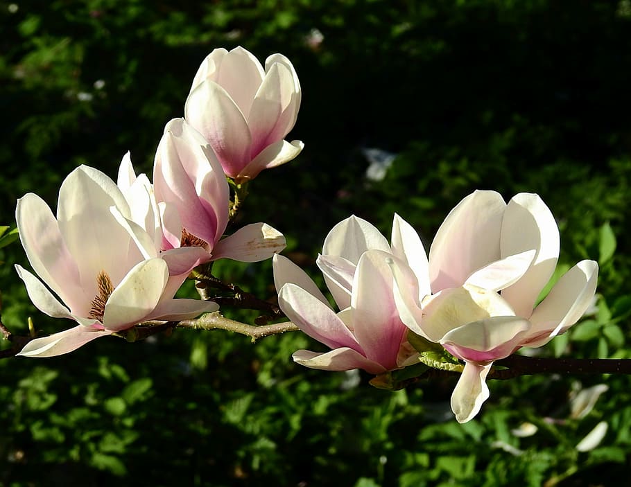 plant, flower, nature, flowering plant, petal, beauty in nature HD wallpaper
