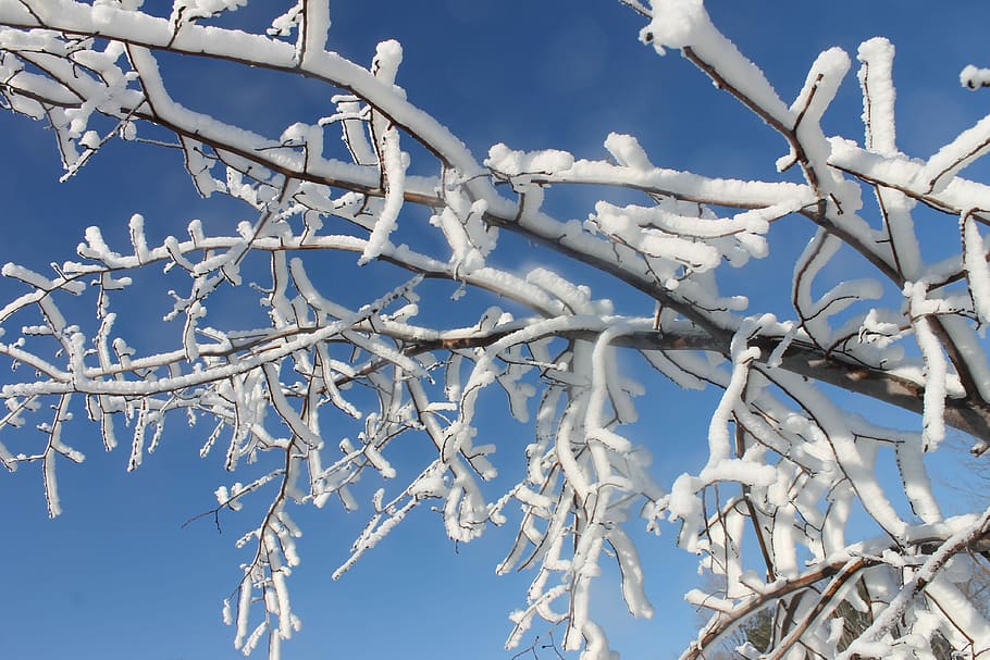 Snow, Covered, Trees, Winter, cold temperature, ice, frozen HD wallpaper