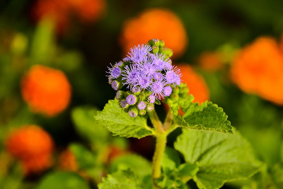 flower, vegetable garden, flowers, green, nature, plant, spring HD wallpaper