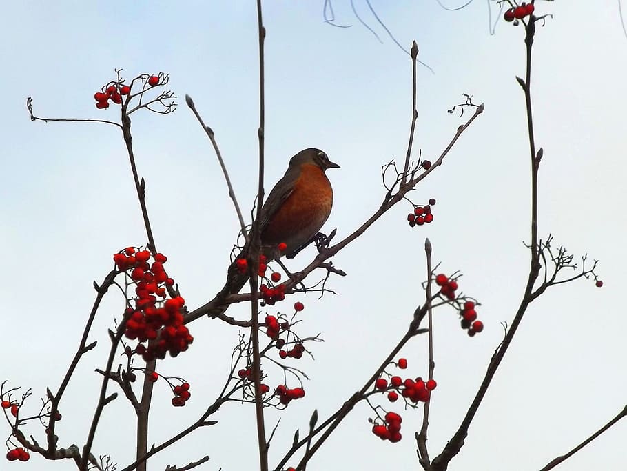 autumn, bird, tree, rowan, nature, vertebrate, animal themes HD wallpaper
