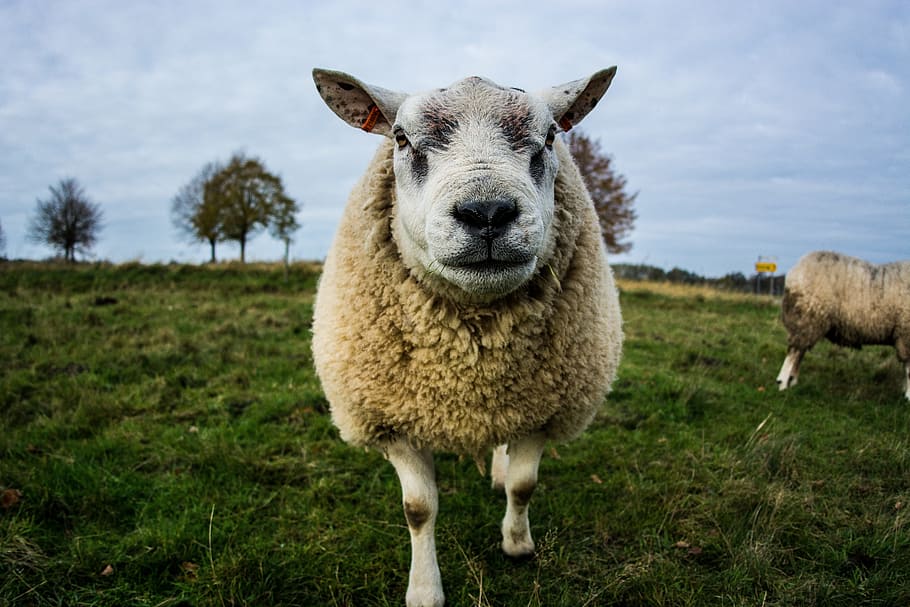 sheep, nature, animal, mammal, livestock, domestic animals HD wallpaper