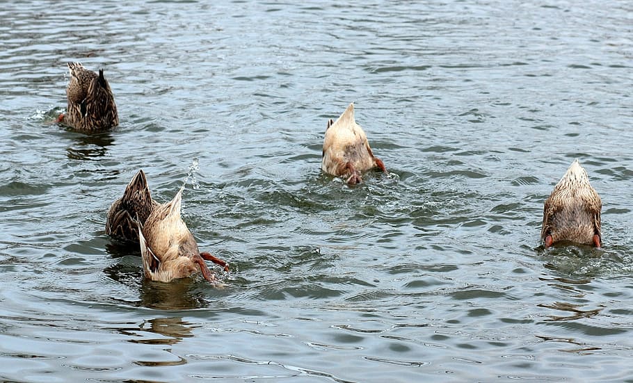 installments, birds, immersion, water, animal, group of animals HD wallpaper