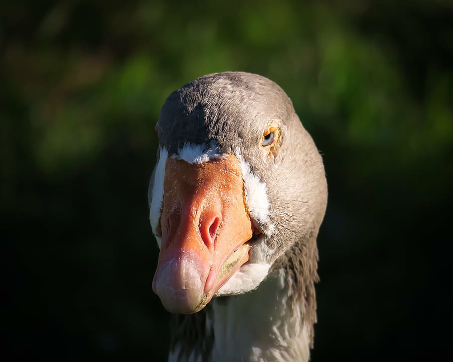 goose, ganter, bill, head, view, look, bird, plumage, portrait HD wallpaper