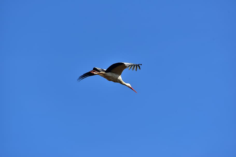 stork, sky, fly, black white, bill, rattle stork, white stork HD wallpaper