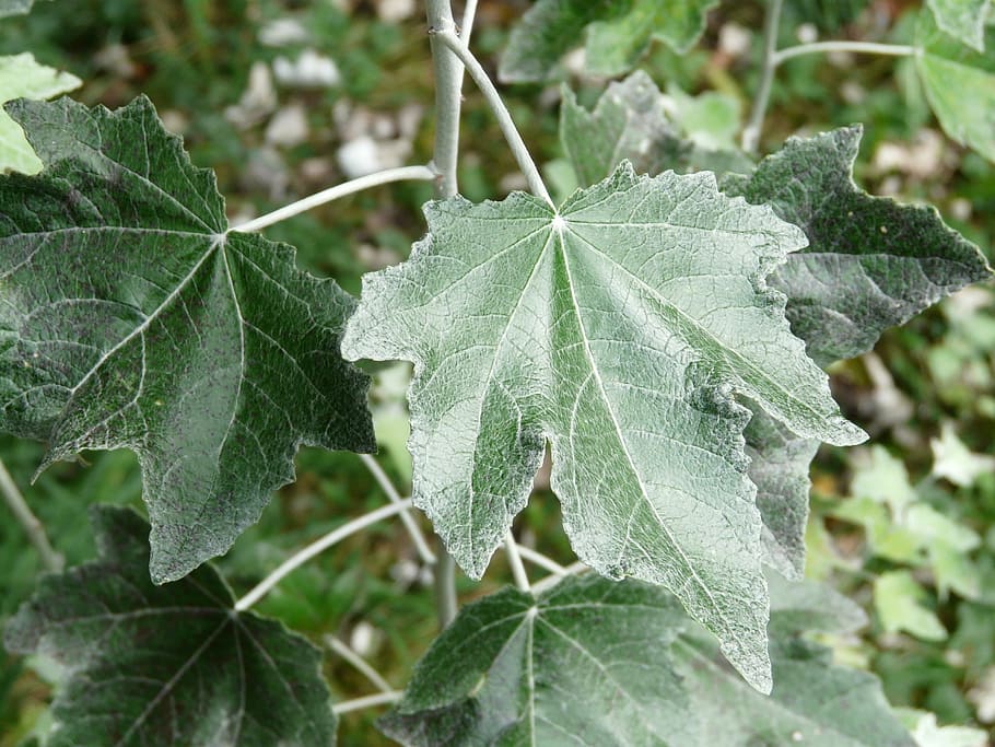 Leaf, Close, Populus Alba, Tree, green, poplar, white poplar HD wallpaper