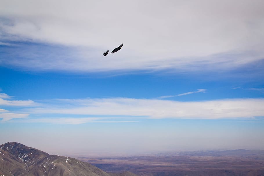 bird, sky, clouds, mountains, predators, falcon, black bird HD wallpaper