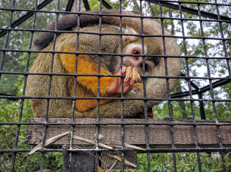 zoo, monkey, animal, cage, toque, wildlife, mammal, primate HD wallpaper