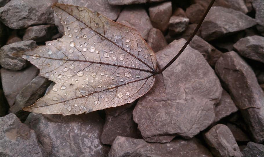 leaf, fall, dead, fall leaves, autumn, season, nature, seasonal HD wallpaper