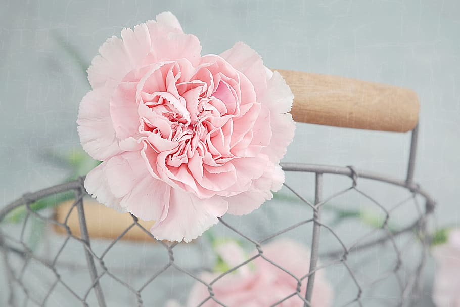 selective focus photography of pink carnation flower on gray metal basket HD wallpaper