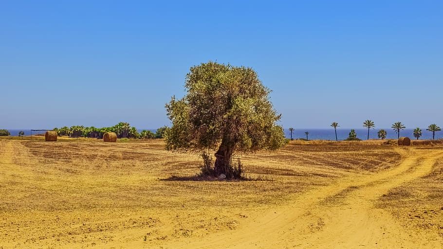 Tree, Field, Agriculture, Landscape, mediterranean, nature HD wallpaper