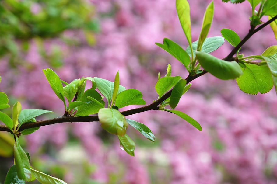 Spring, Grand, Green Shoots, nature, springtime, flower, plant HD wallpaper