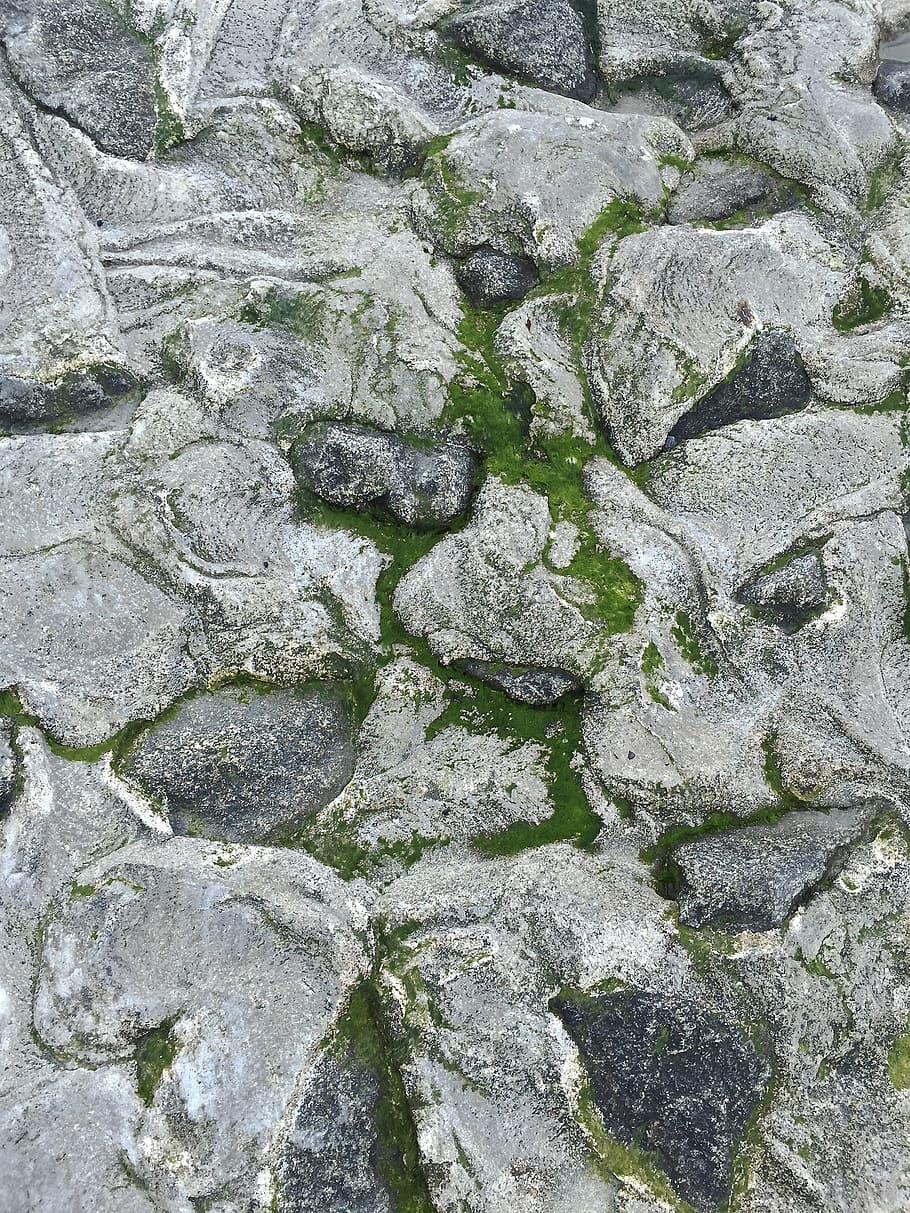 stones, shore protection, north sea, seaweed, coast, overgrown, HD wallpaper