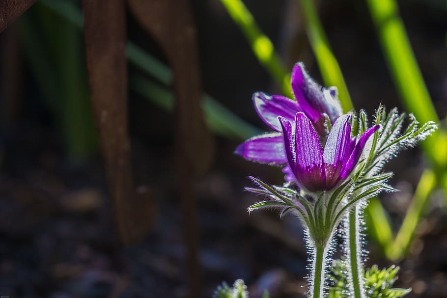 Pasque Flower, Flower, Flower, Spring, Bloom, flower garden HD wallpaper