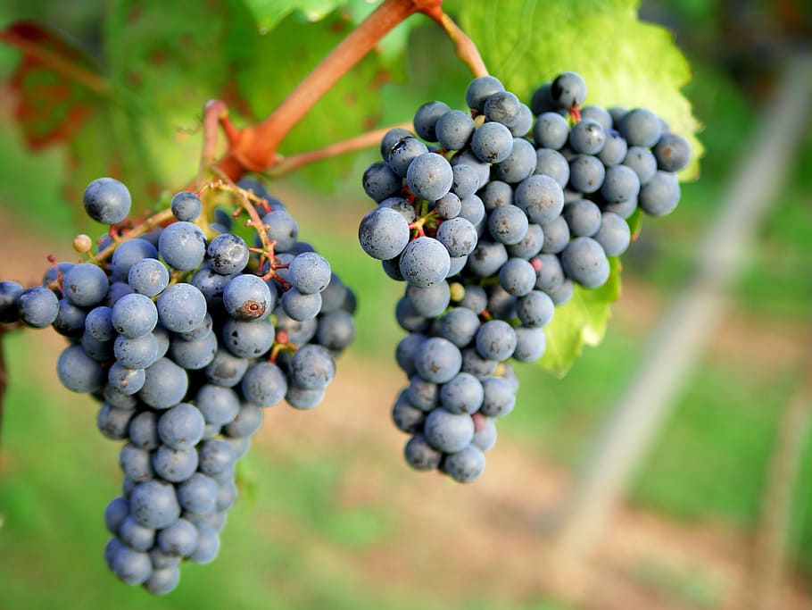 blackberries in closeup photography, grapes, red wine, vineyard HD wallpaper