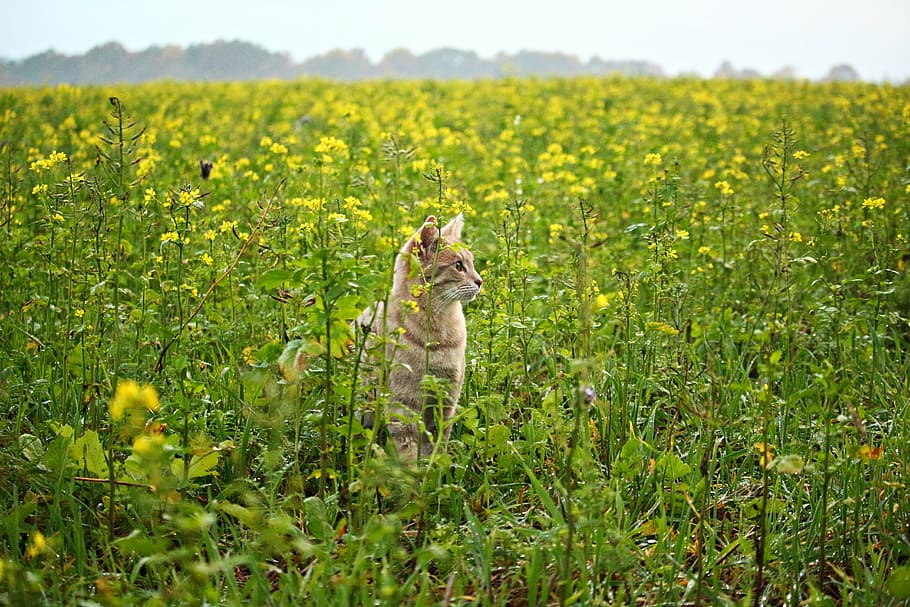 cat, kitten, mieze, flowers, field, mustard, bees, breed cat HD wallpaper