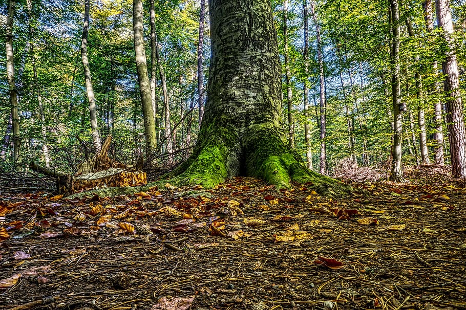 forest, log, moss, green, leaves, forest path, nature recording HD wallpaper