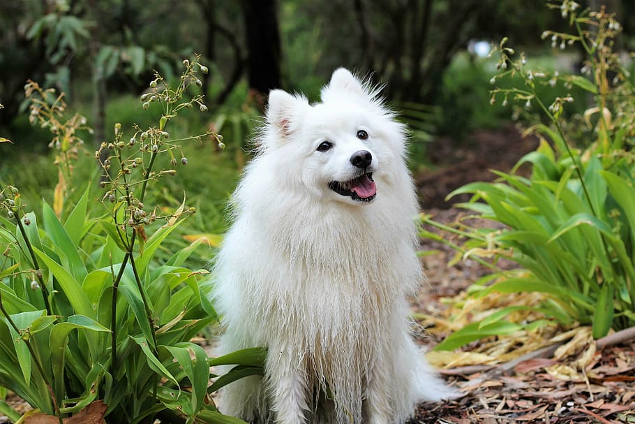 white American eskimo dog, puppy, spitz, love, cute, baby, cream