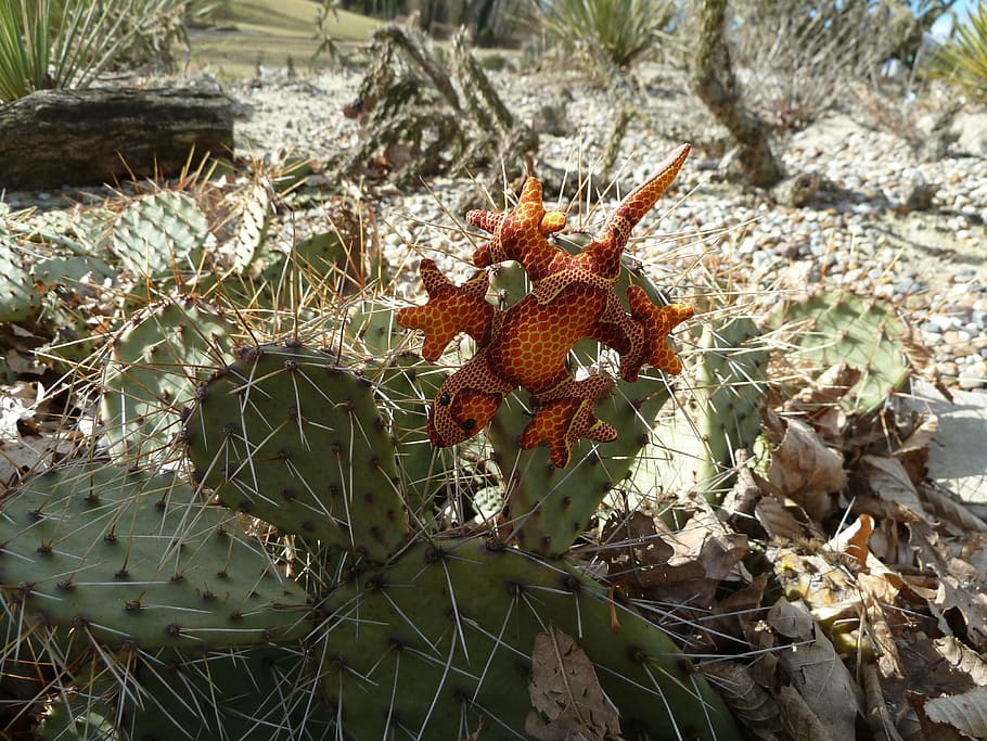 soft toy, lizard, cactus, spur, flower, fruit, nature, food HD wallpaper