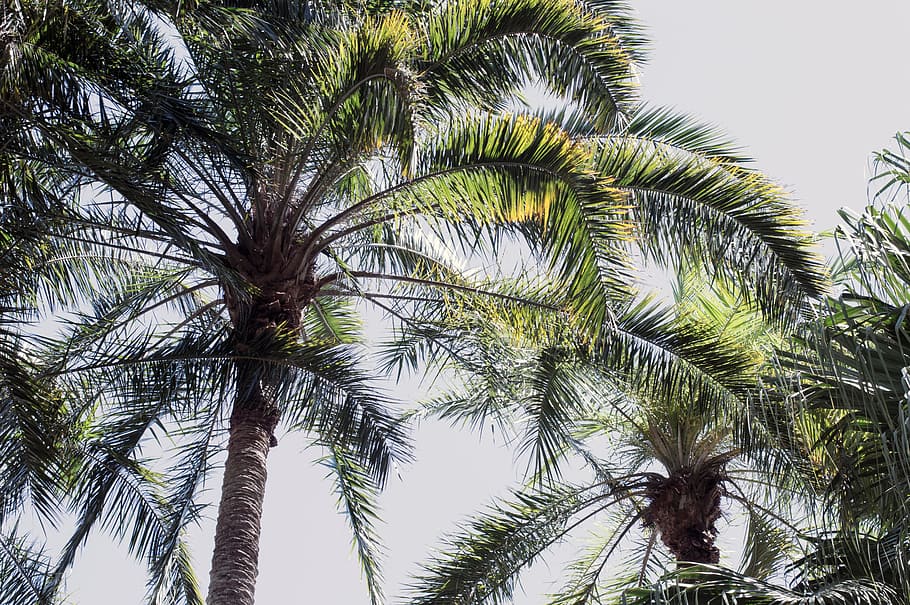 coconut, tree, plant, nature, leaf, palm tree, tropical climate HD wallpaper